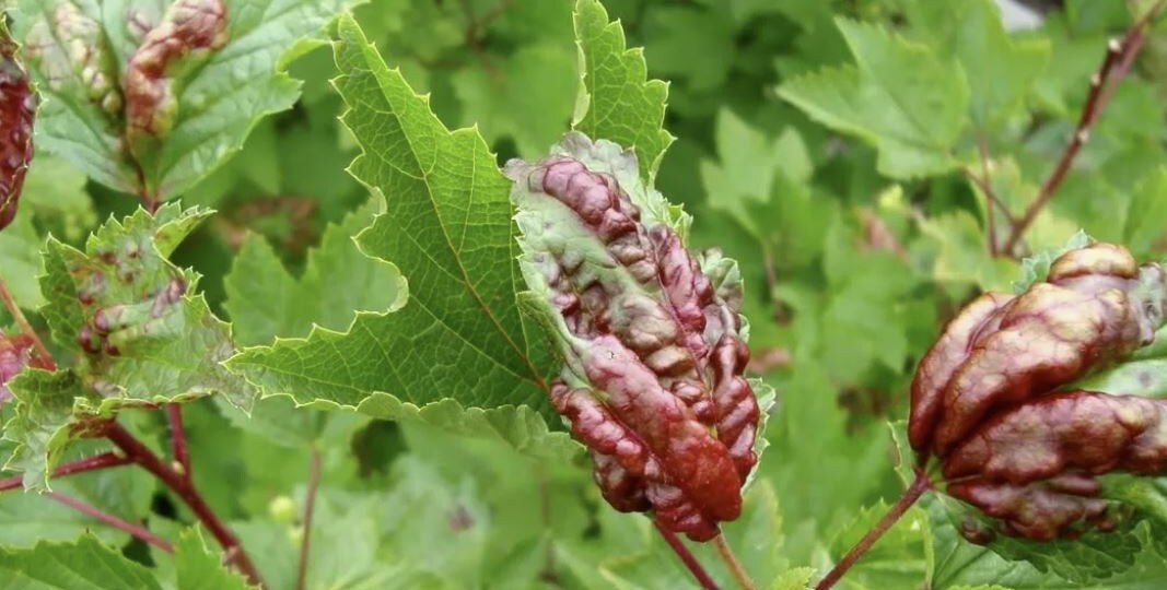 Антракноз смородины: полное руководство по борьбе с болезнью