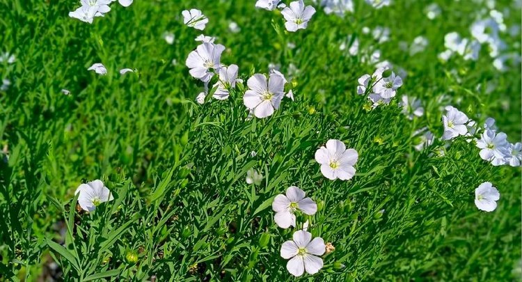    В День льна об истории культуры и ее выращивании в России напоминают эксперты ЦОК АПК