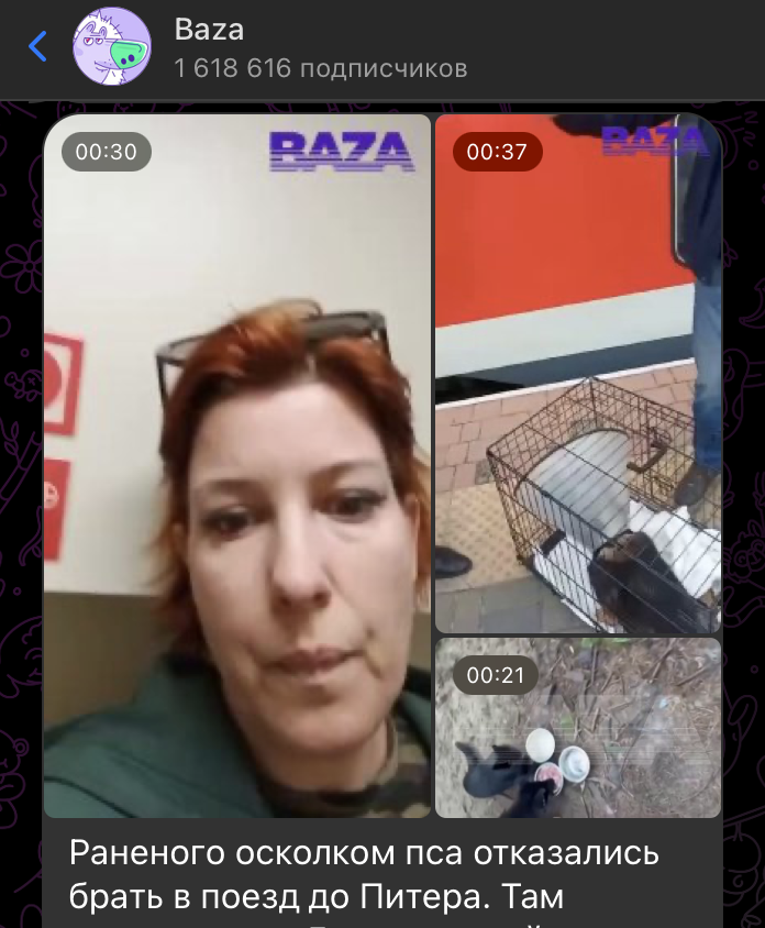    Скриншот: t.me/bazabazon/36558