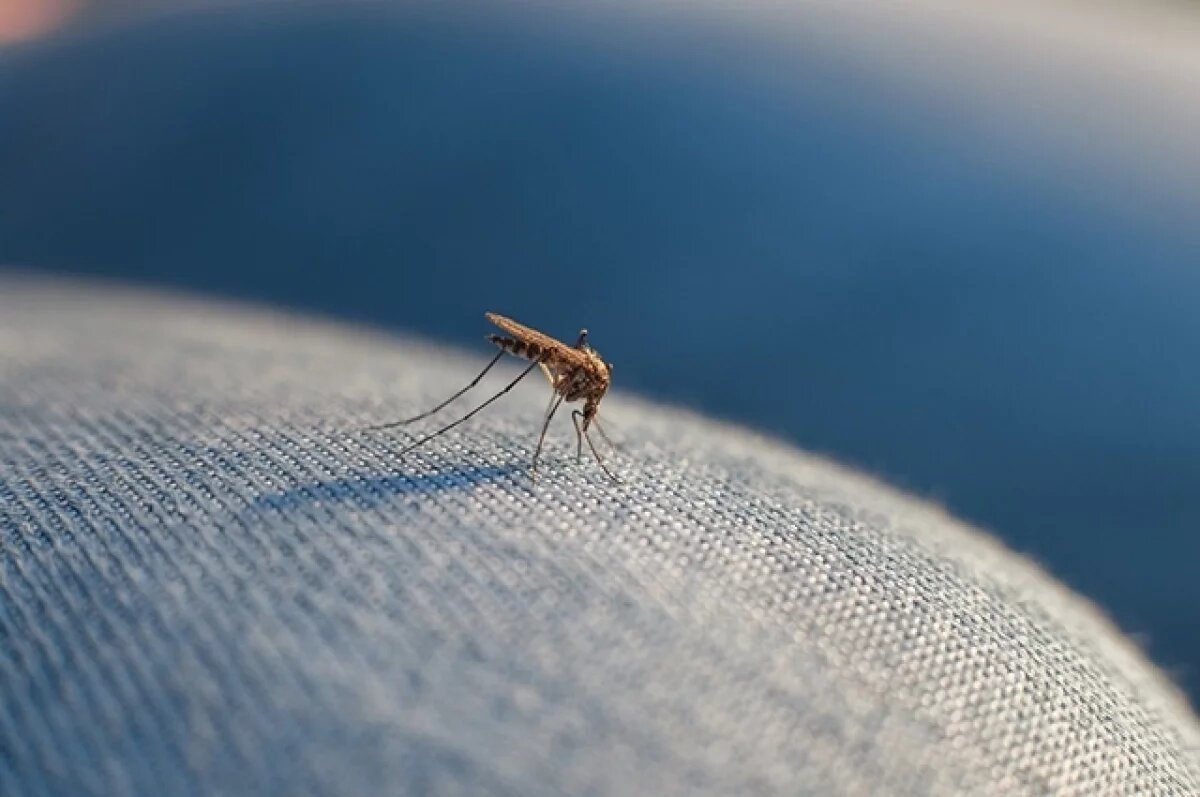   В Британии впервые обнаружили в комарах следы лихорадки Западного Нила