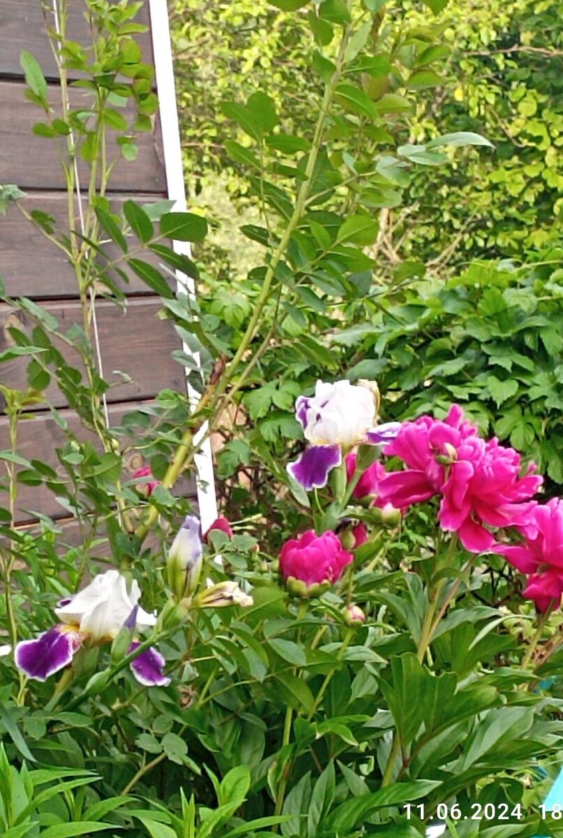 Прошлогоднее фото, но ещё две недели и будет опять всё в цвету