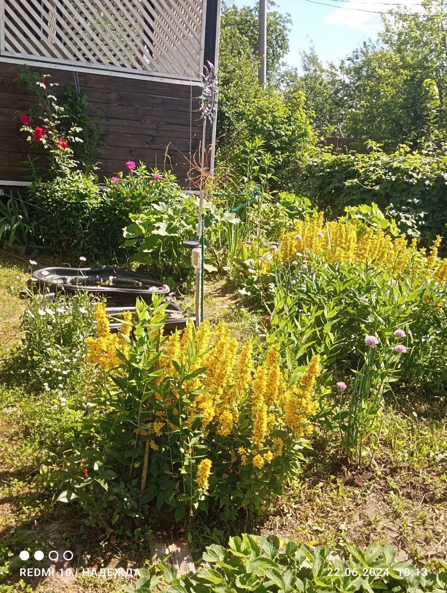 Потом будут флоксы. Люблю флоксы