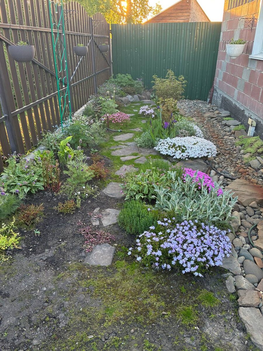 Палисадник, вечер, 21.05.2025