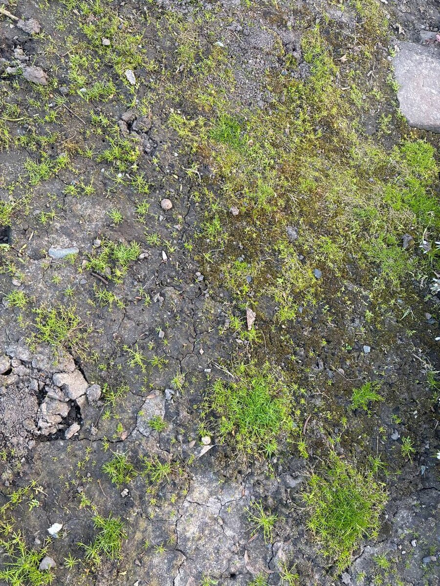 Всходы мшанки, видны дырочки в земле, это места, где выполоты сорняки.