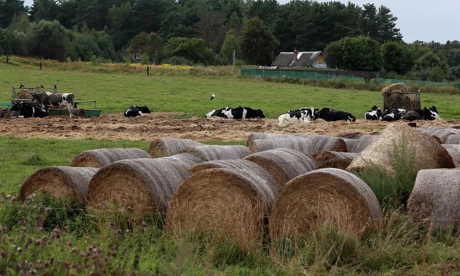 «В России страшно». Успешные швейцарцы поселились под Калугой. Такого они не ожидали