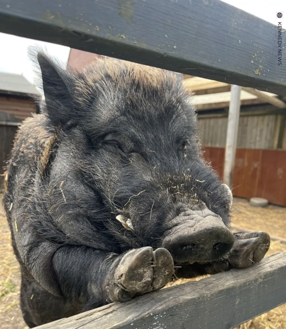 Ням-ням, хрю-хрю.