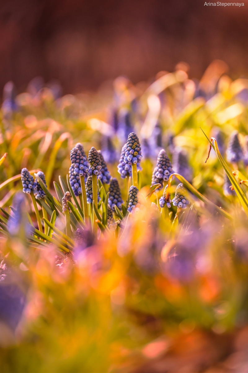    Гадючий лук распустился в центре ПетрозаводскаАрина Степенная