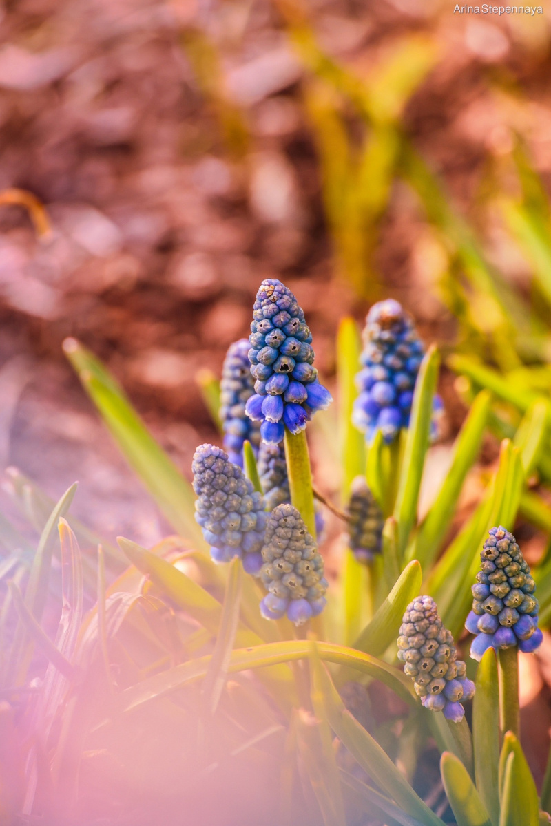    Гадючий лук распустился в центре ПетрозаводскаАрина Степенная