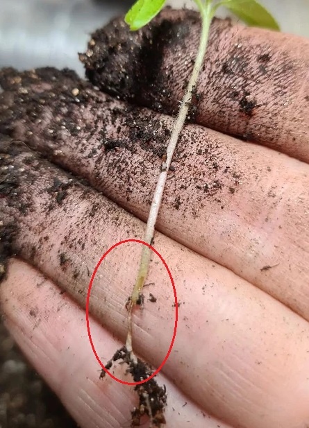 Черная ножка. Фото из открытых источников