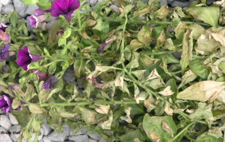 Фитофтороз. Фото из открытых источников