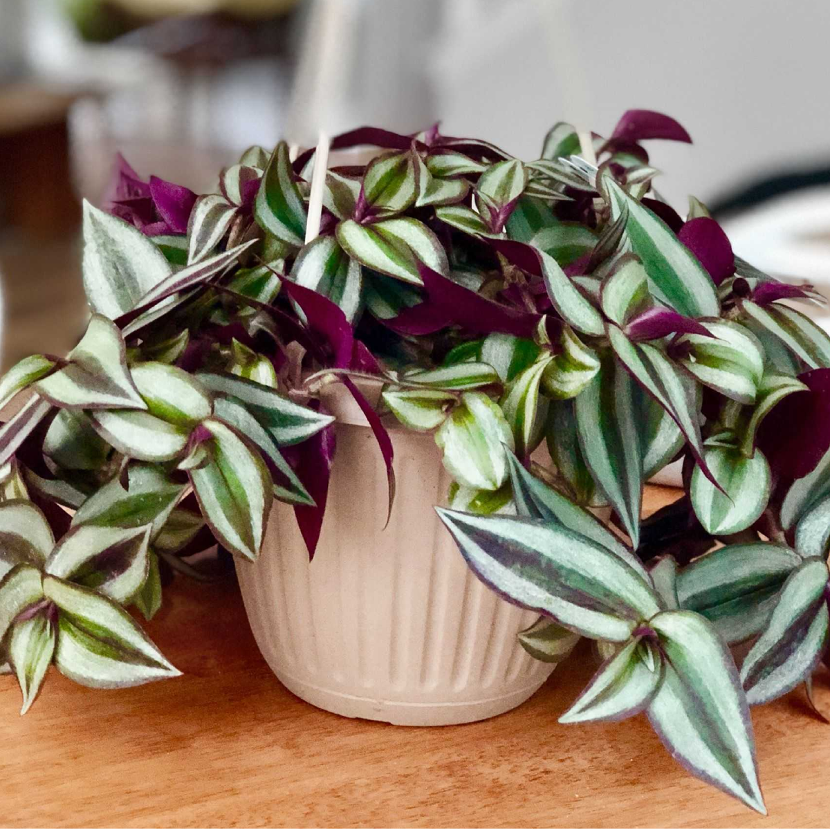 Tradescantia zebrina