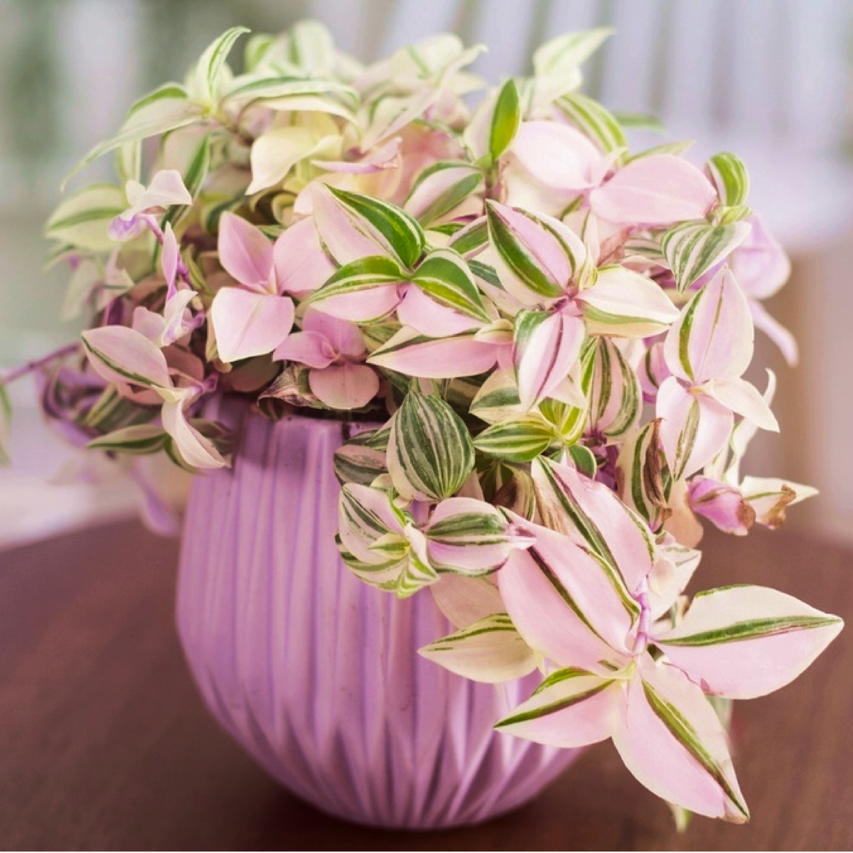 Tradescantia fluminensis