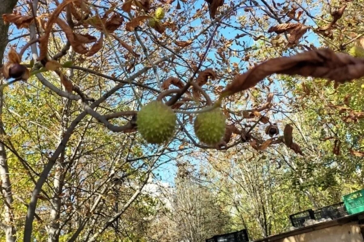    В Симферопольском районе мужчину осудили на один год за вырубку каштана