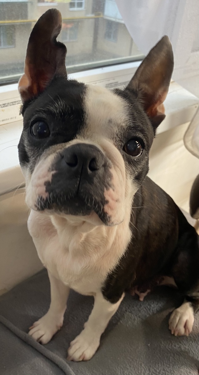 Бостон терьер Жанни