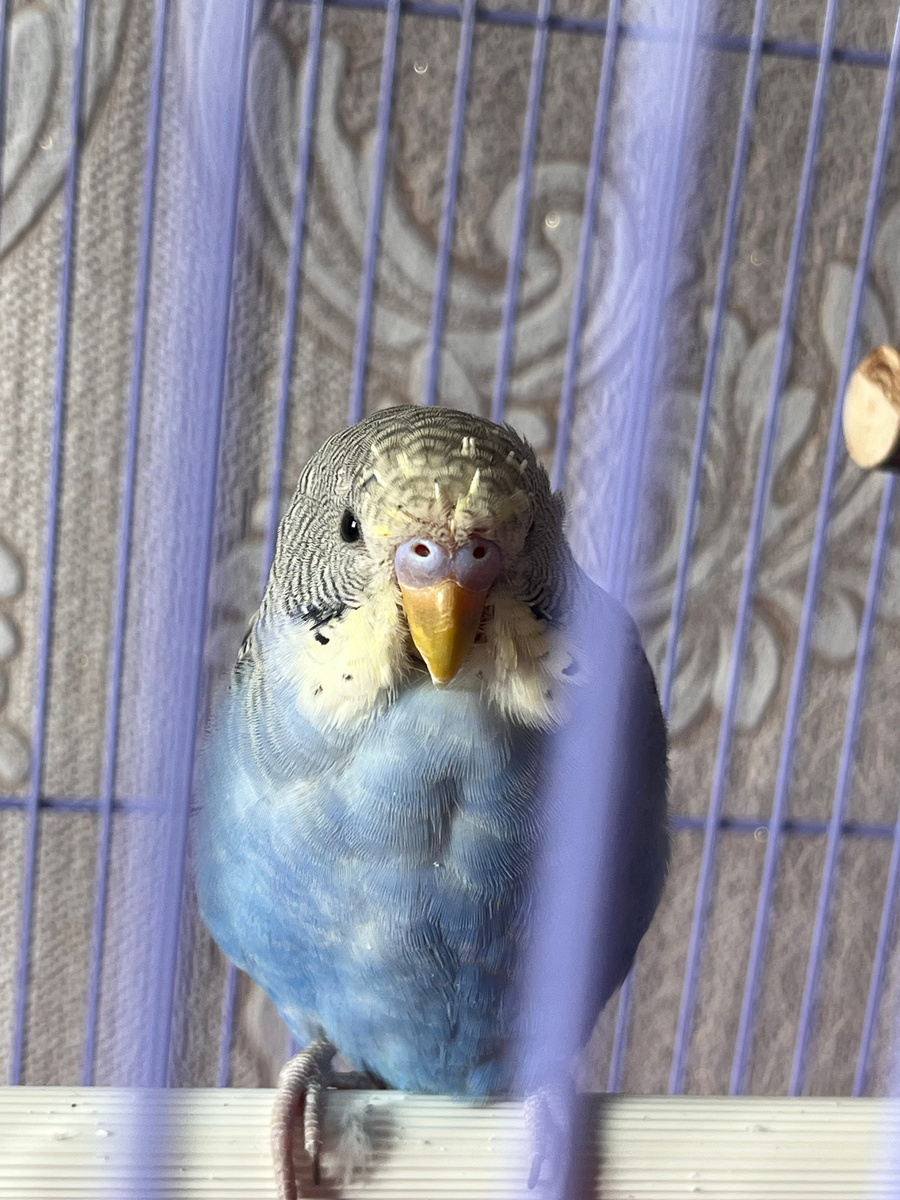 Георгий, хронические проблемы с оперением