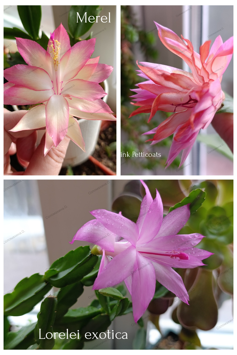 Три сегмента срезом для самостоятельного укоренения!