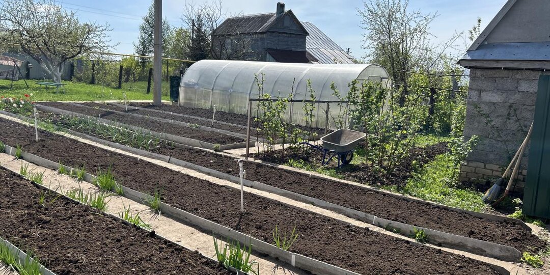 Аптечное средство спасает урожай за копейки — медведка в панике