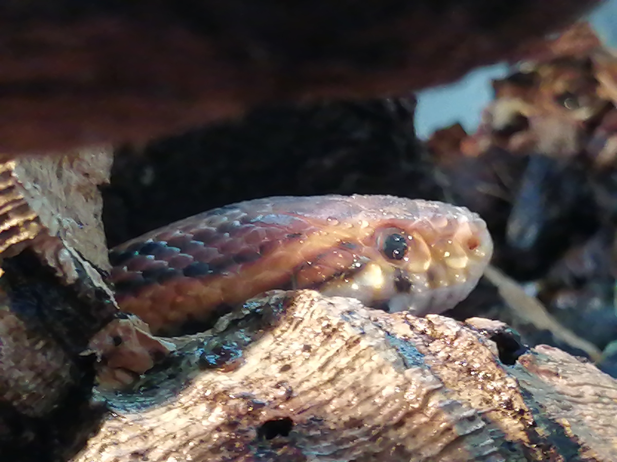 У змей отсутствуют веки, поэтому их защитную функцию выполняют «линзы», которые точно так же остаются на чулке при линьке. Во время линьки влажность у змей повышается от 70 до 80%. 