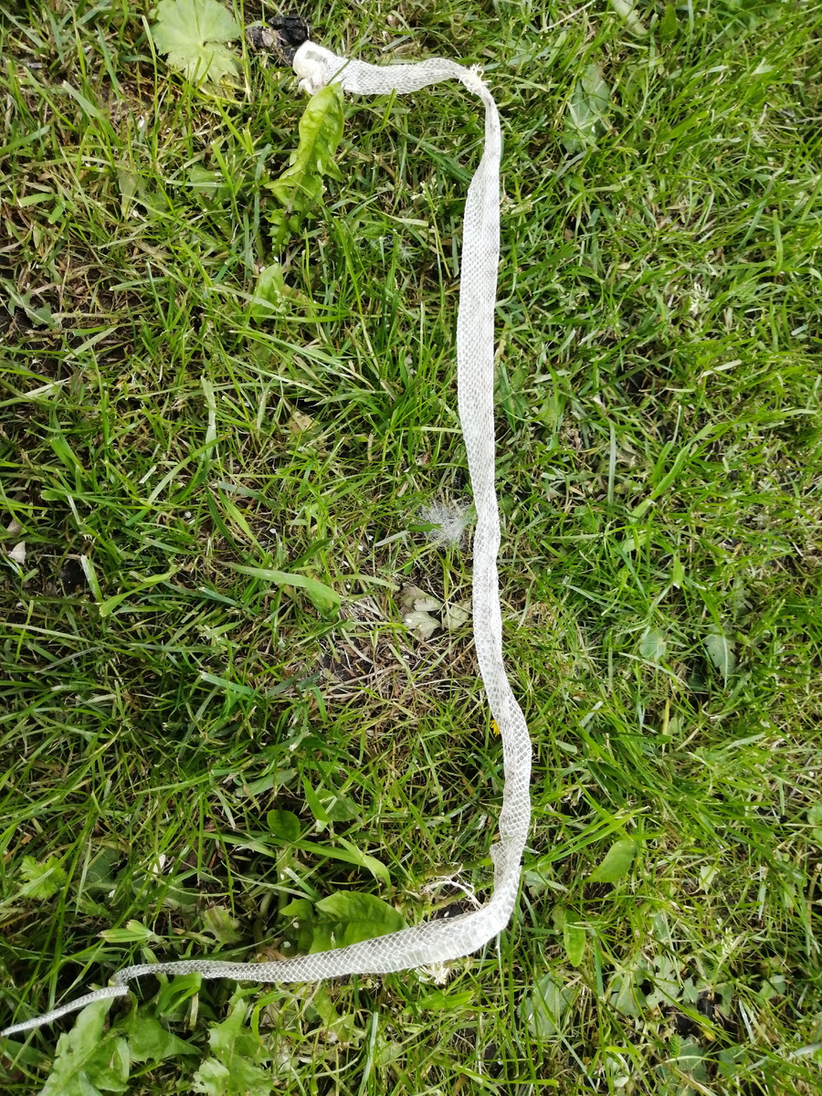 «Чулок» полинявшей змеи. 