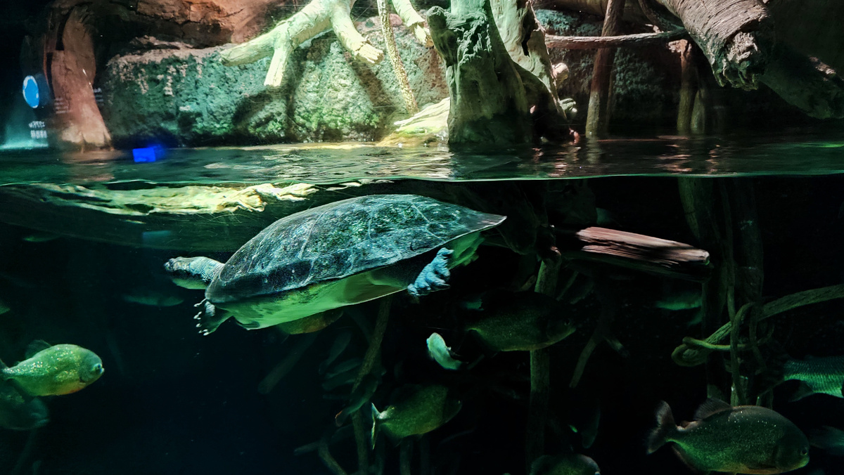 В океанариуме Каюкан