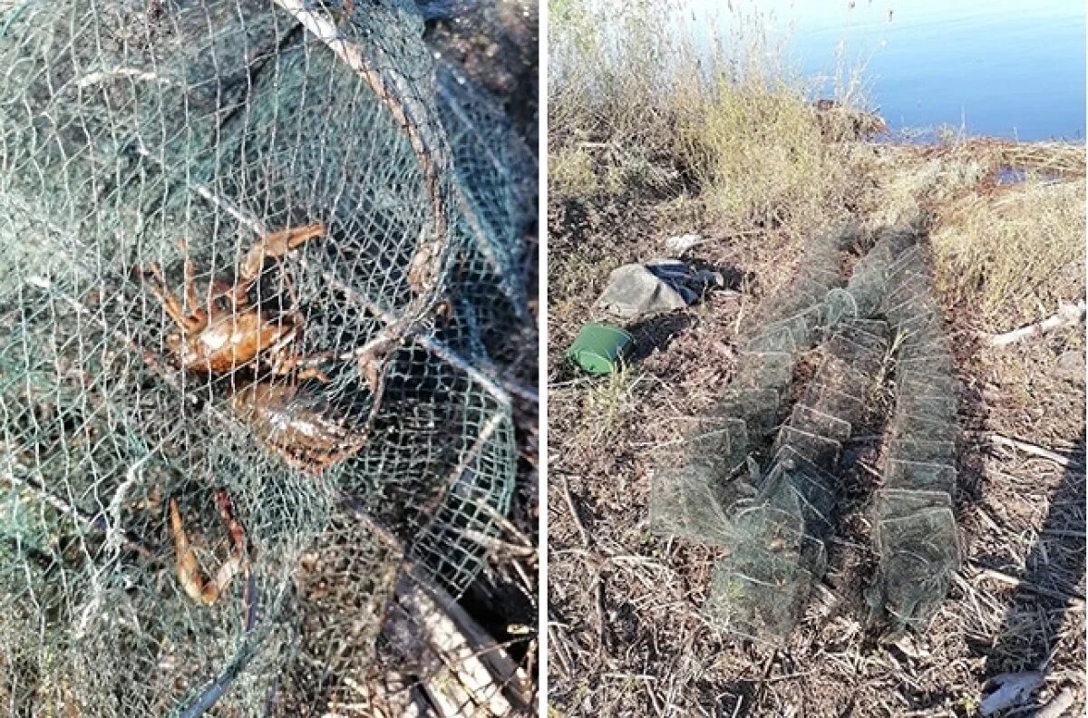    В Сызрани транспортные полицейские поймали браконьера