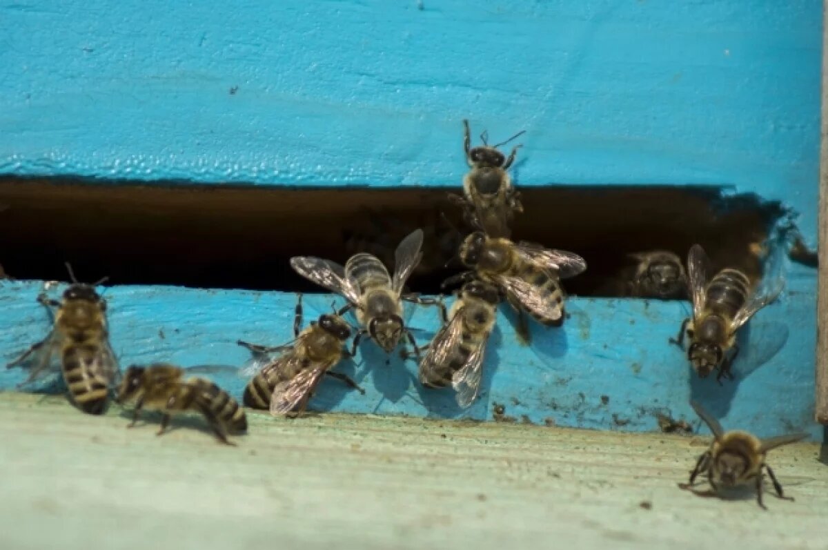    Засуха в Крыму ставит под угрозу пчеловодство