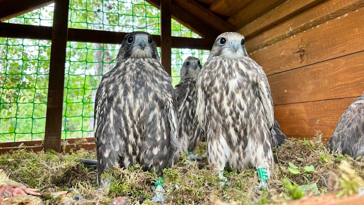 Фото: пресс-служба Госкомитета РТ по биоресурсам