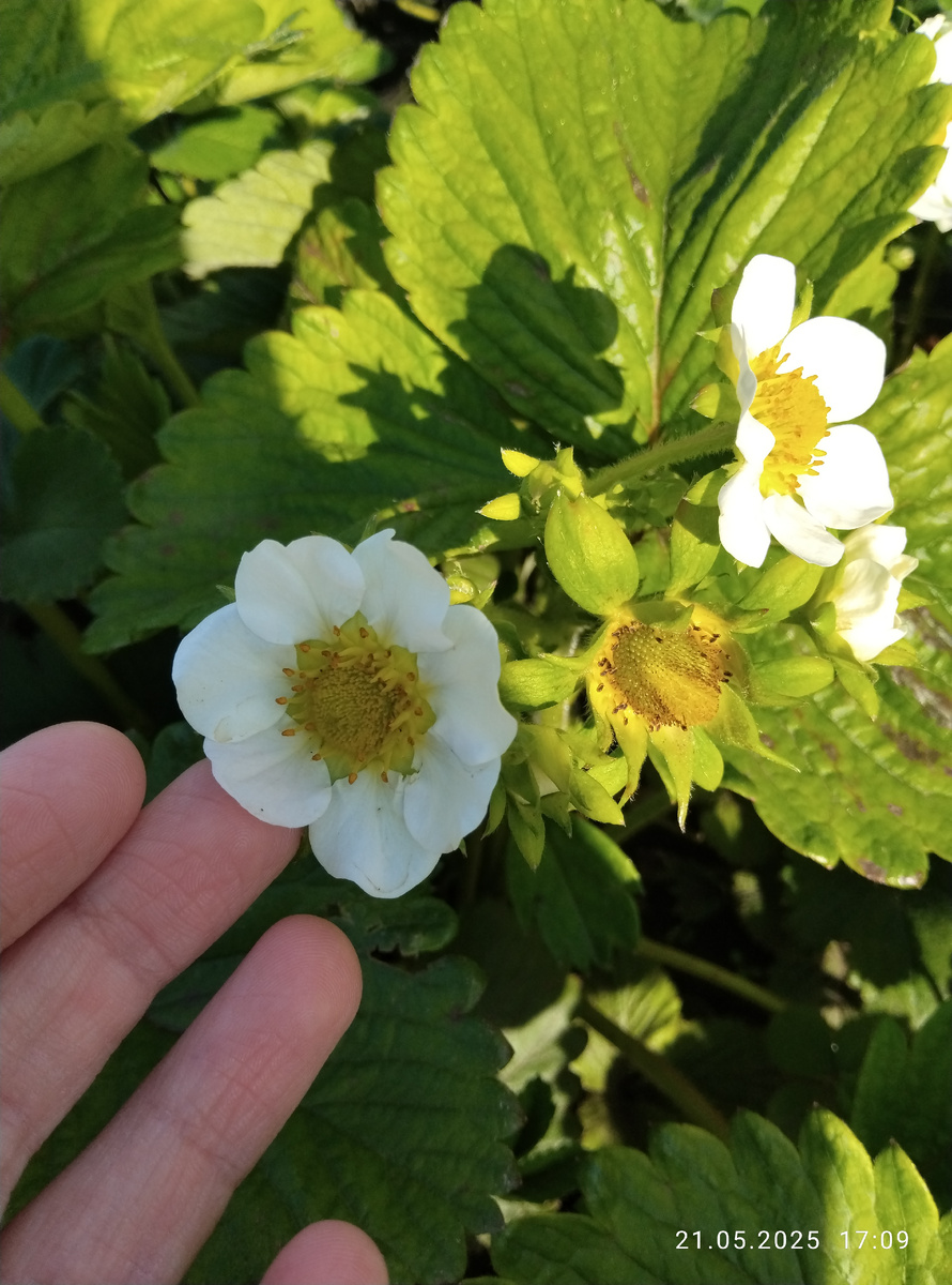 Цветочки клубники. 🌺🍓🍓 Не помню, какой сорт, но скорее всего ранний. Справа внизу можно разглядеть уже и саму ягоду на стадии формирования🍓. 