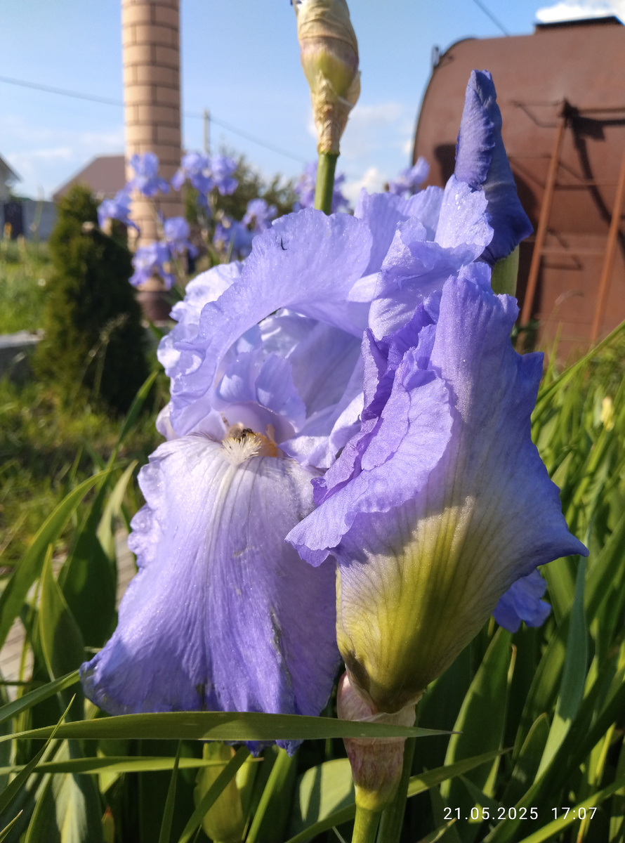 Красавец... Ирис. 🌺🌸🌸🌼