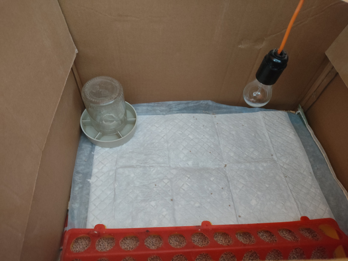 Хоромы готовы. Вечером включу свет на прогрев.