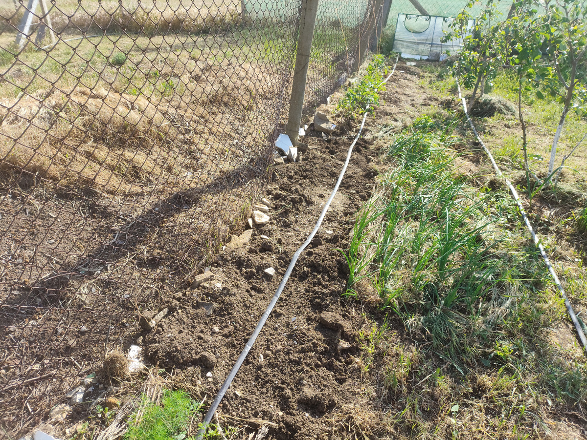 Свежая грядка