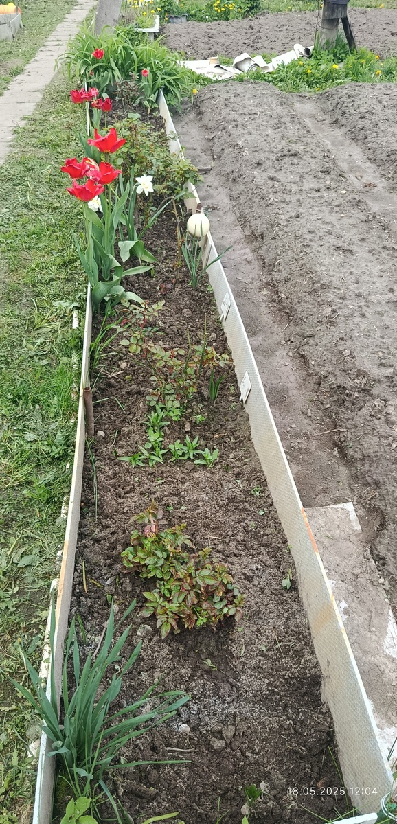 Четырёхлетки  и прошлогодние