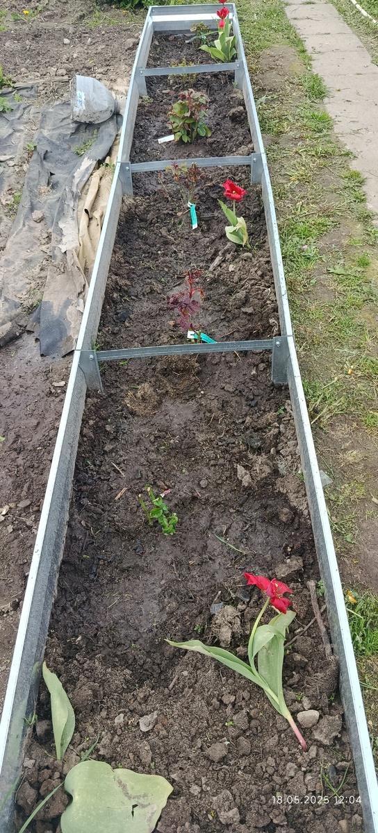 Шесть штук чайно-гибридных роз