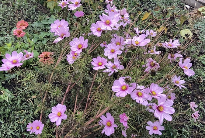 В прошлом году они у меня плохо взошли, всего несколько растений из 3 пачек семян. Но даже такого количества оказалось достаточно, чтобы заполнить все свободное пространство 