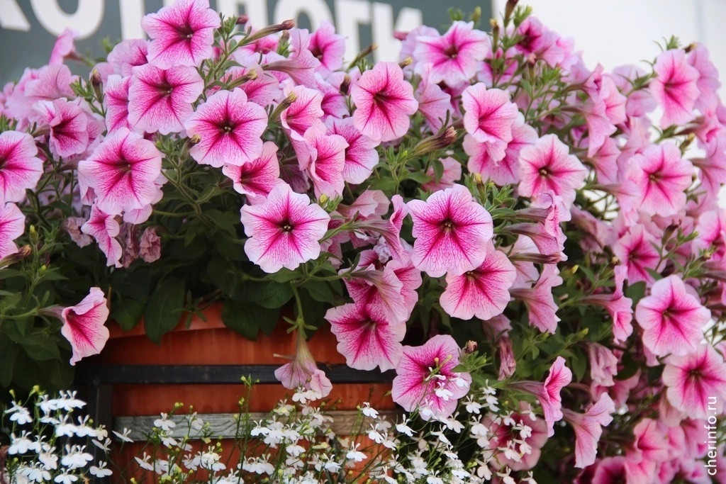    Об этом сообщил мэр Роман Маслов.