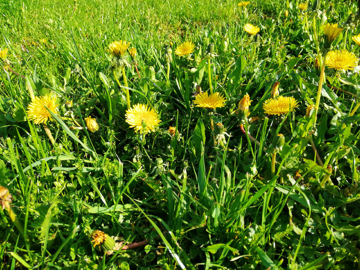 Как они это делают? Весной их вроде не особо много, потом просто невероятная масса и жёлтые поля, а потом будто снова исчезают. 