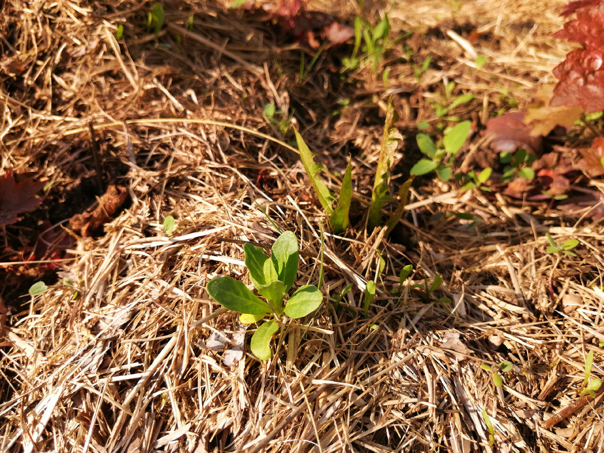 Я дома сижу, а они растут, не дремлют. 