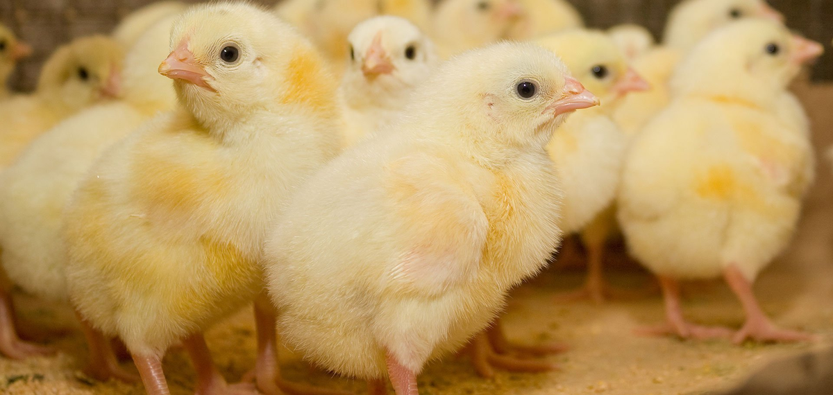 Пропойка бройлерных цыплят с первых дней жизни