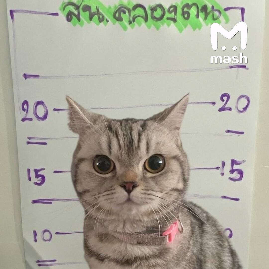 Фото: t.me/breakingmash