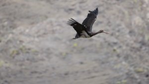    Фото: Межрегиональное управление Росприроднадзора по Иркутской области