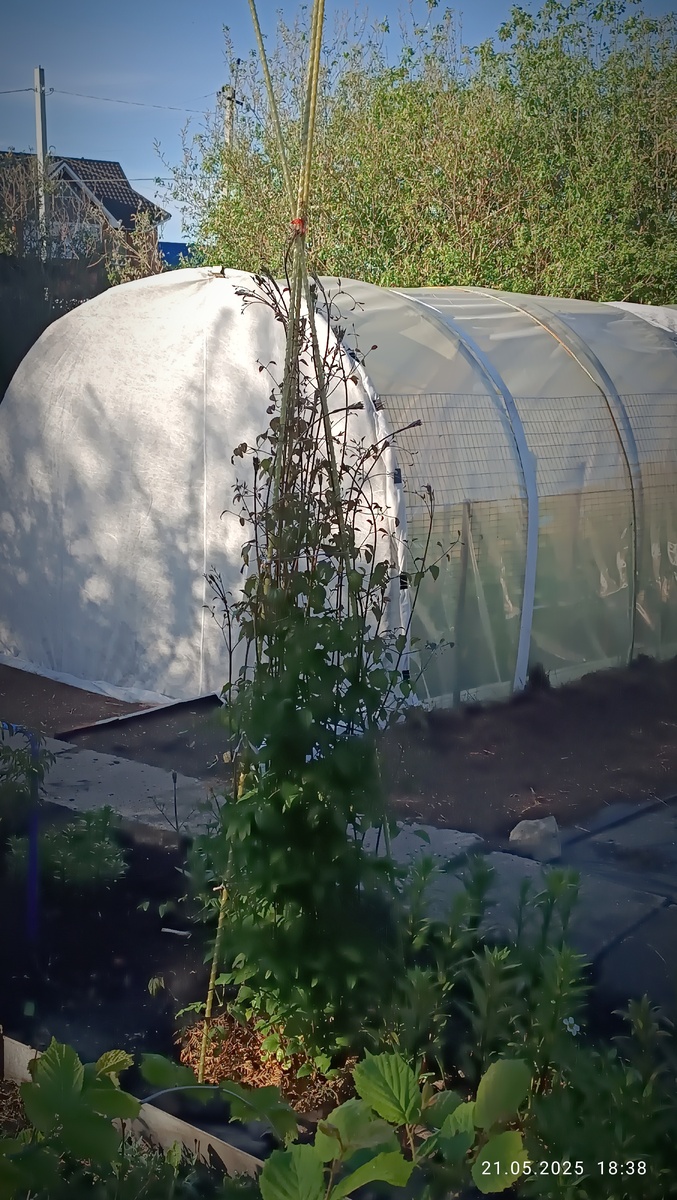 На сегодняшний день, дата проставлена на фото, побеги достигли высоты около 1,6 метра