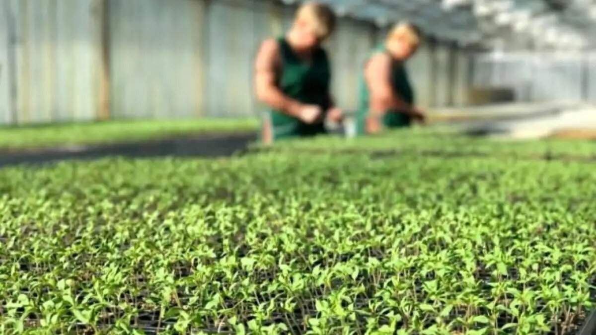 Фото: Правительство Приморского края
В Приморье будут спасать от банкротства научный центр семеноводства