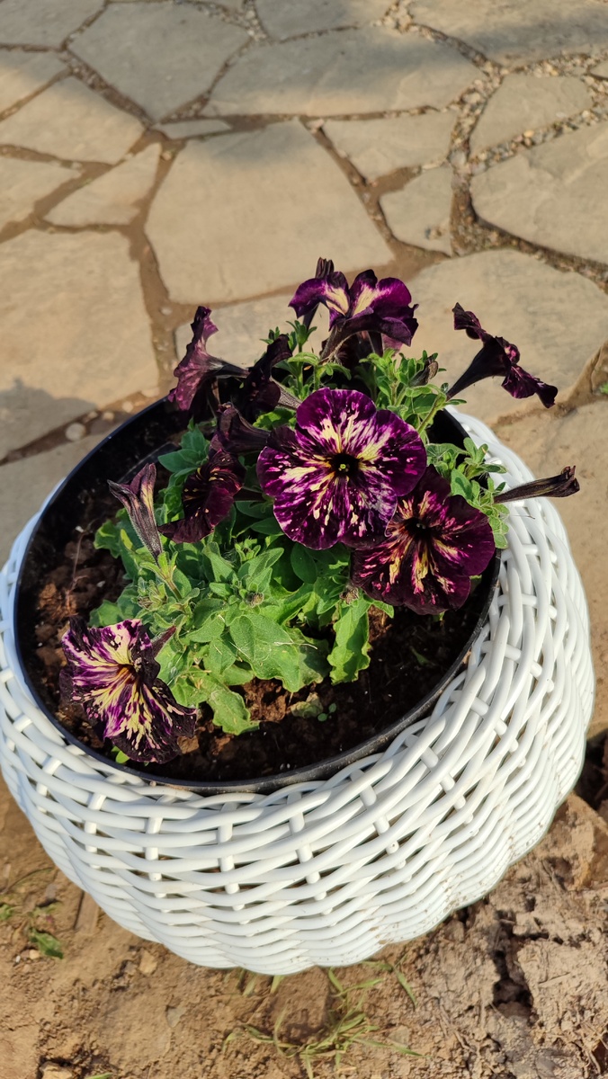 Ну просто красотка! Это вегетативная петуния Moonstrack