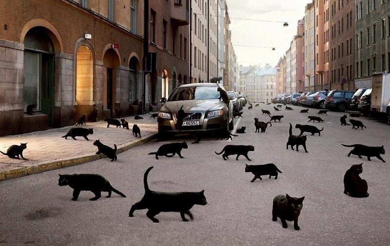 Черные кошки издавна считались носителями темных сил и пугали суеверных людей