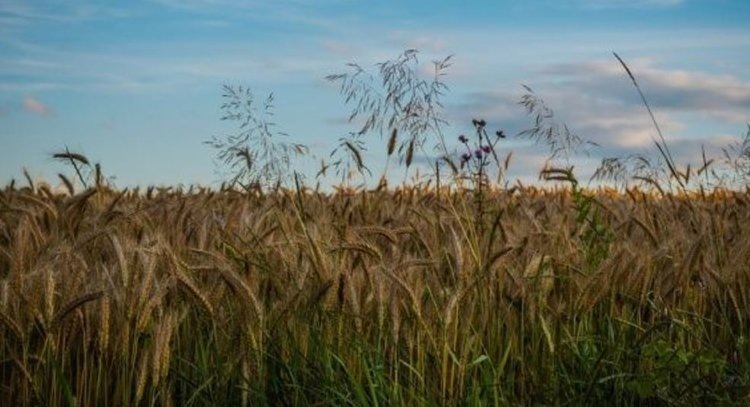    Меняется фитосанитарная ситуация по злаковым сорнякам в посевах зерновых культур