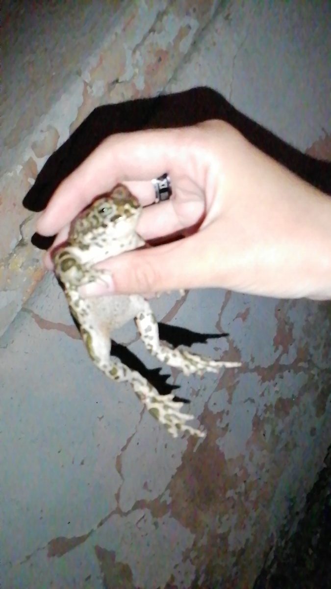 Надеюсь я вам помог🐾♥️.