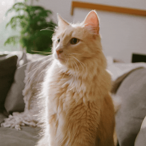 Giphy