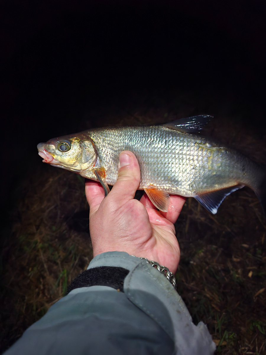 Ночная сырть