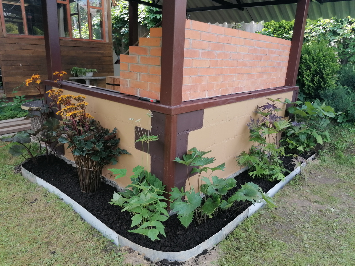 Цветник с Бузульниками на уеду мангальной 2024 . Фото автора @Маша Генералова