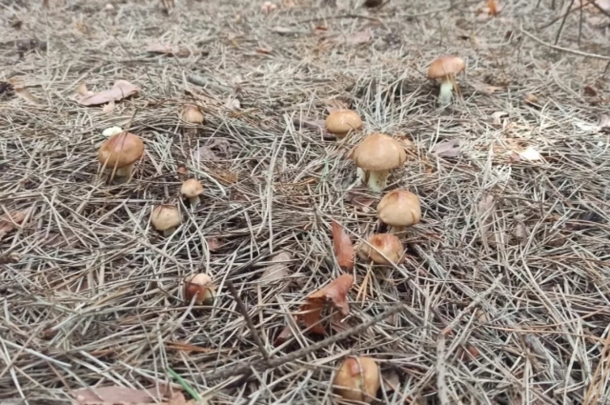    Туляки открыли грибной сезон